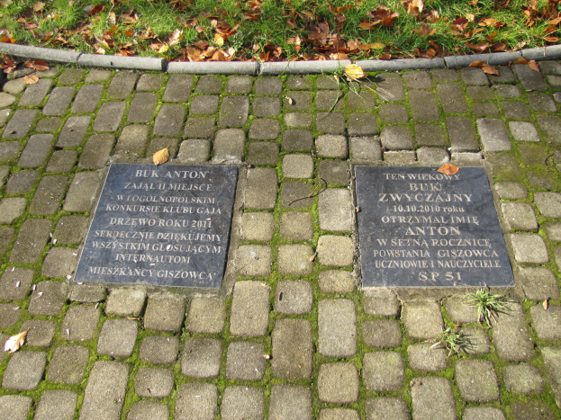 Zwei gravierte Plaketten auf einem Kopfsteinpflasterweg in einem Park, umgeben von Gras und trockenen Blättern, wahrscheinlich ein Denkmal.