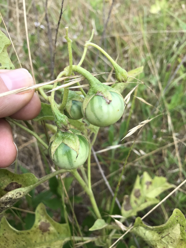 Eine Person hält einen Bund grüner Tomaten, die mit Mehltau infiziert sind, und hat ihre Hand auf der linken Seite des Bildes.