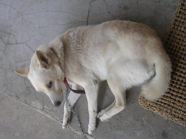 Ein hell cremefarbener Hund liegt auf einem Teppich, angekettet und mit einem Gürtel versehen.