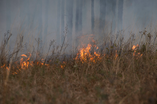 Eine grüne Fläche mit sichtbaren Flammen und Bäumen im Hintergrund.