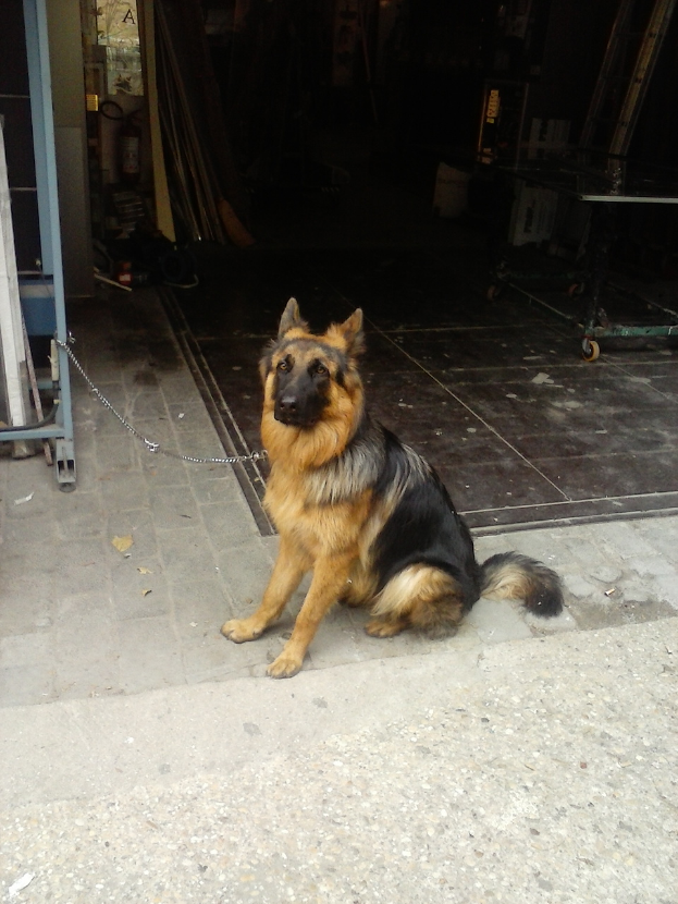 Ein deutscher Schäferhund mit schwarzem, braunem und weißem Fell sitzt auf einem Gehweg vor einem Gebäude, trägt eine Kette um den Hals und einige Gegenstände sind im Hintergrund zu sehen.