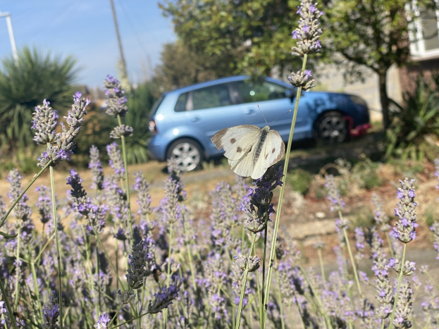 Blauer Wagen vor einem Lavendelfeld mit einer weißen Schmetterling auf einer Blume, Bäume und Gebäude im unscharfen Hintergrund.