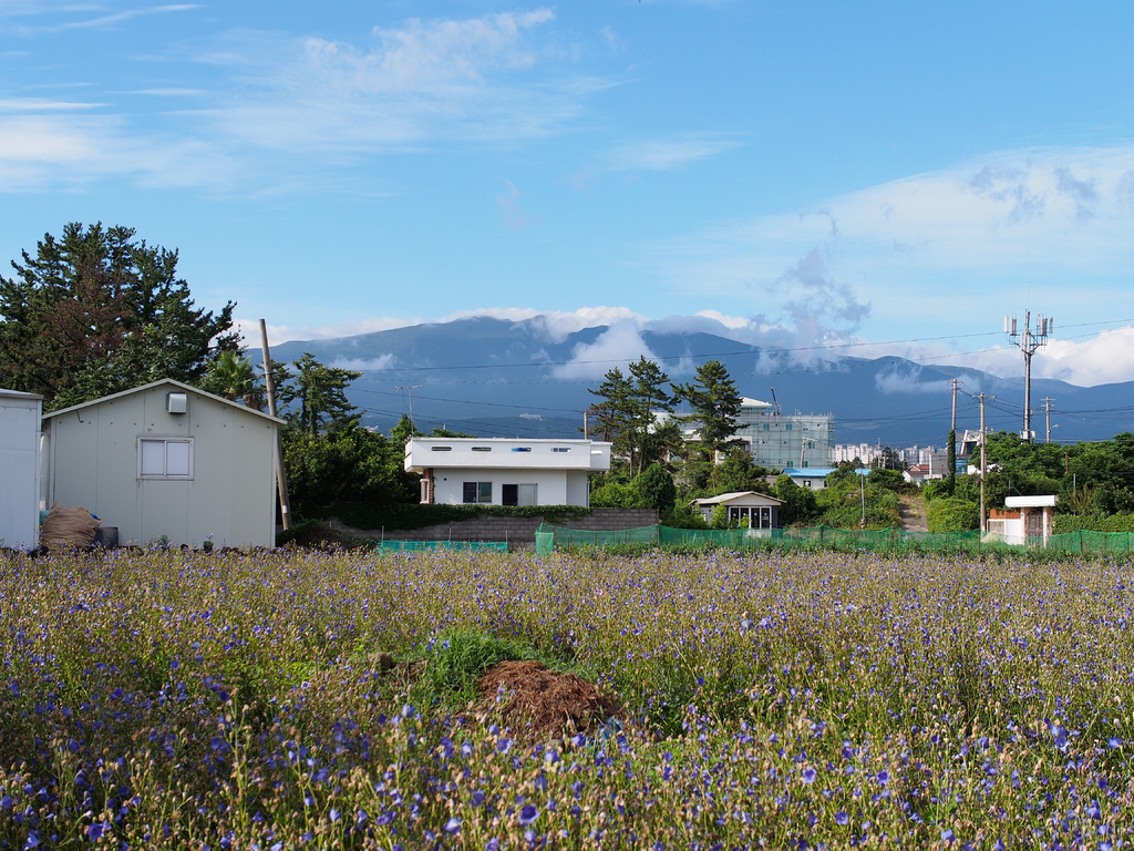Eine Stadtansicht mit Gebäuden, Bäumen, einem Berg, Himmel, Strommasten, Drähten, Pflanzen und Gras.