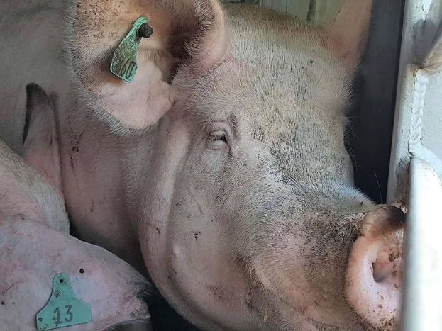 Zwei Schweine liegen nebeneinander in einem Stall, jeweils mit Ohrmarken, mit einer Metallstange auf der rechten Seite und einem undeutlichen Objekt im Hintergrund.