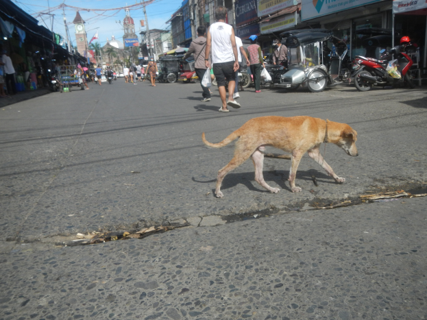Ein Hund läuft eine Straße entlang vor einer Menschenmenge, einige tragen Mützen, mit Fahrzeugen, Gebäuden, Strommasten und einem Uhrenturm im Hintergrund unter einem bewölkten Himmel.