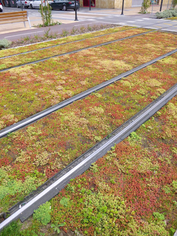 Grünes Dach mit Vegetation an der Seite eines Gebäudes, das auf eine Straße mit Fahrzeugen, eine Bank, Strommasten, Bäume und andere Gebäude schaut.