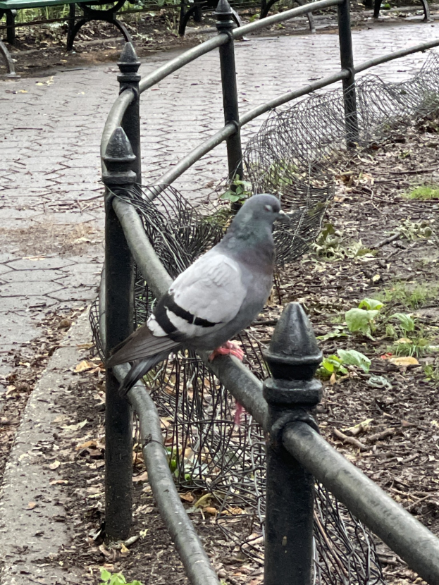 Eine Taube sitzt auf einem Metallzaun in einem Park, mit grünem Gras und abgefallenen Blättern darunter, Bänken und Bäumen im Hintergrund.