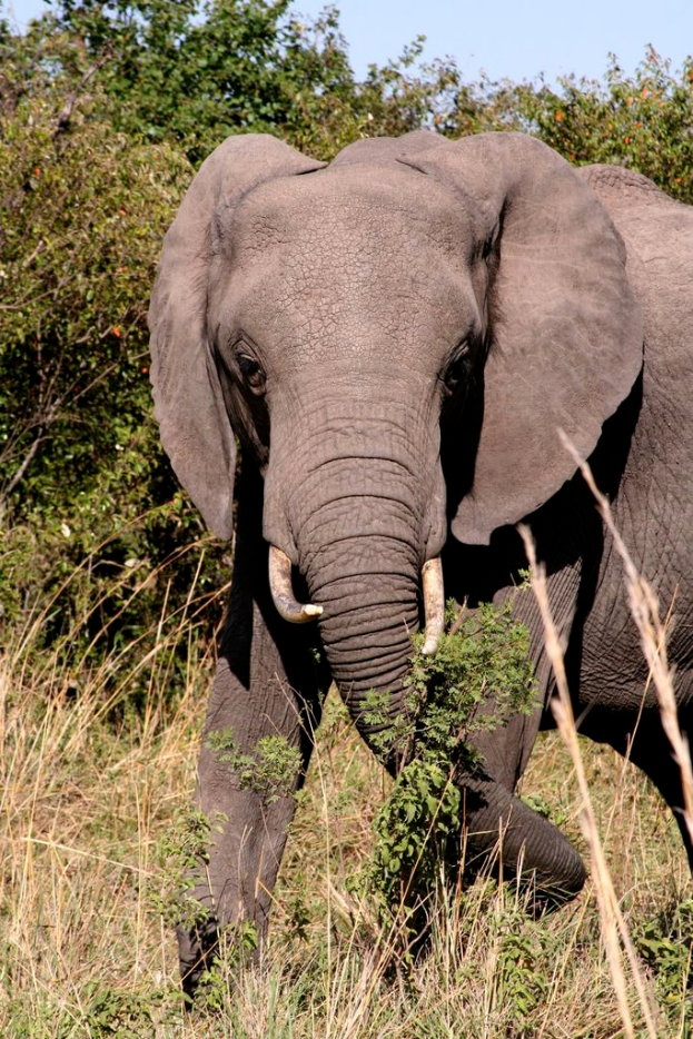 Ein Elefant steht vor einem Baumwollfeld unter einem klaren Himmel.