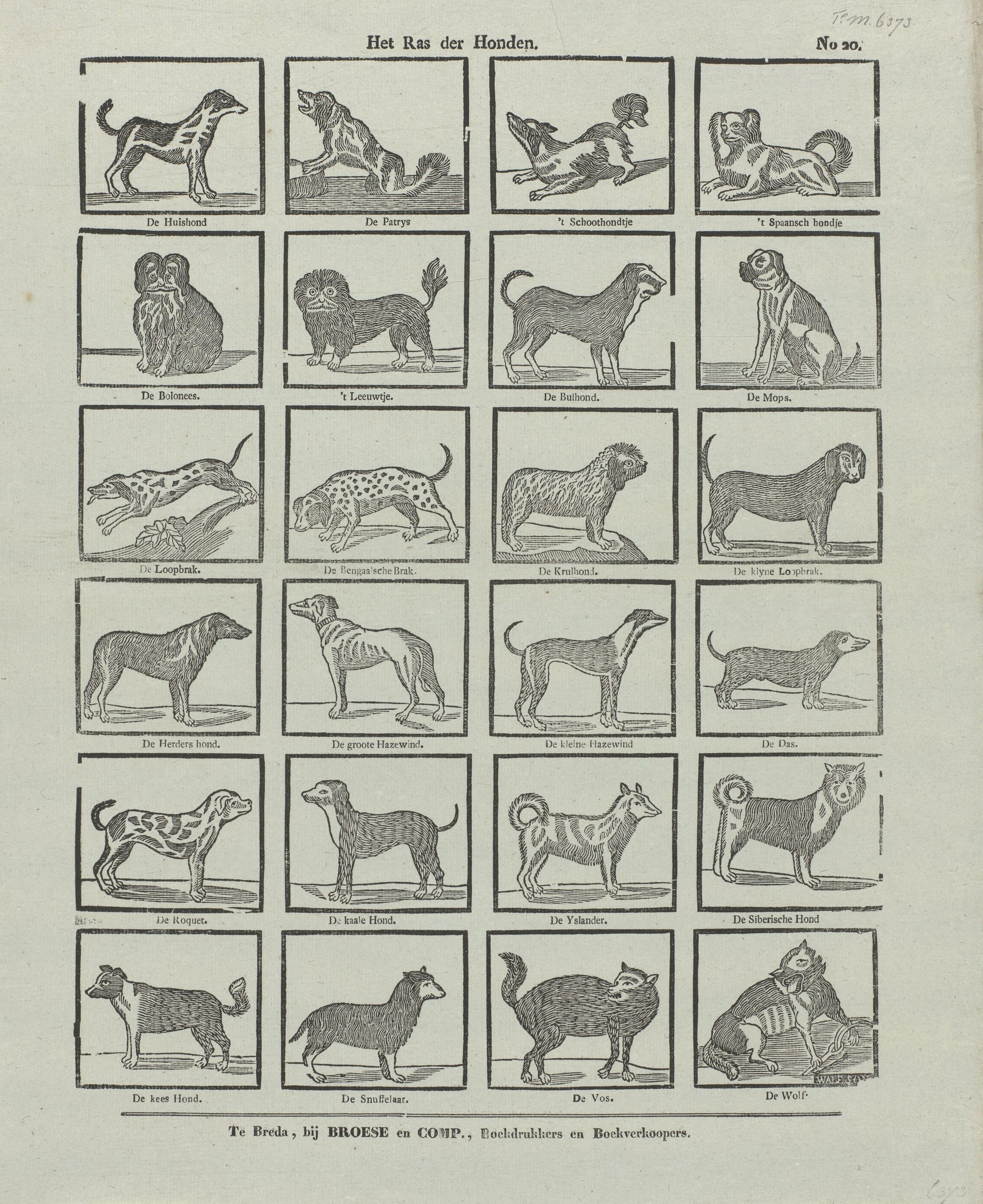 Ein offenes altes Buch mit Abbildungen verschiedener Hundewelpen und begleitendem Text.