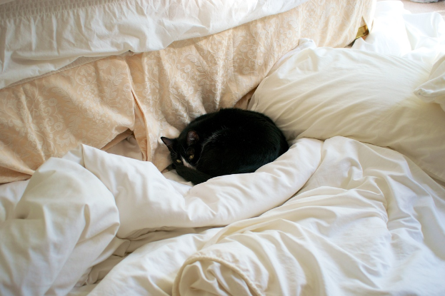 Eine Katze liegt auf einem Bett mit Kissen und Decken, umgeben von Kleidung im Hintergrund.