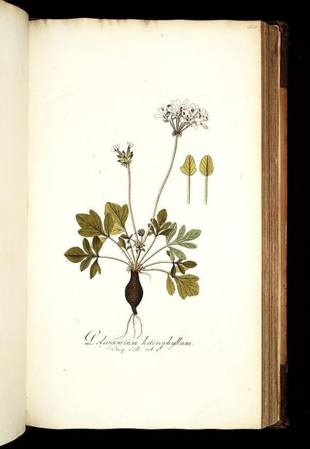 Ein aufgeschlagenes Buch mit einer Painting eines Pflanzen mit Blumen und Text unten auf einem schwarzen Hintergrund.