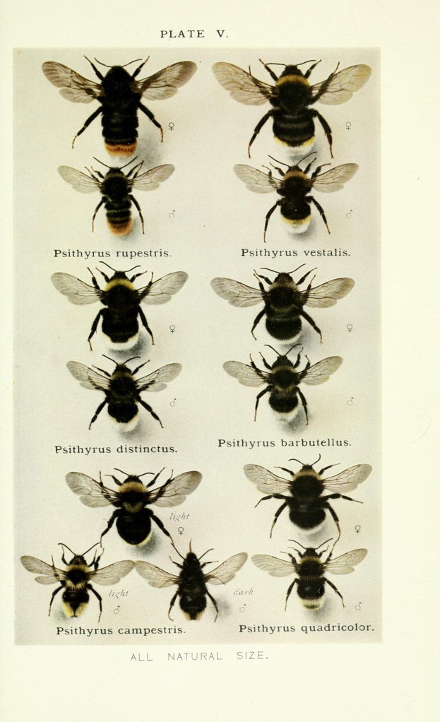 BPOL NRW: Tierrettung - Bundespolizei und Feuerwehr retten Bienenstock und Mausbussard in Köln
