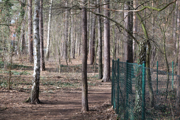 Ein gewundener Pfad durch einen dichten Wald hoher, grüner Bäume mit einem grünen Zaun auf der rechten Seite.