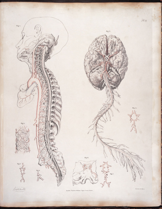 Ein offenes altes Buch mit einer detaillierten, lebensechten anatomischen Zeichnung eines menschlichen Gehirns und einer Wirbelsäule mit ausstrahlenden Nerven und Arterien, begleitet von klassischem Text.