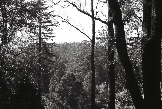 Ein Wald mit verschiedenen Bäumen.