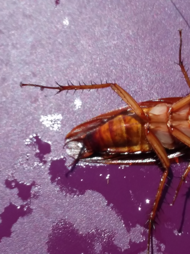 Ein Kakerlak, der über eine lila Oberfläche krabbelt.